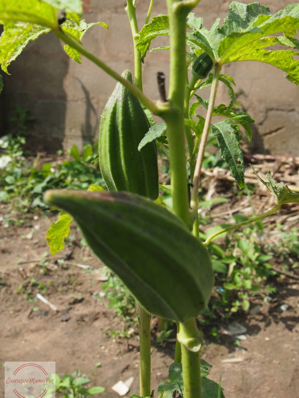 In my Aunty Gloria's garden, Abuja